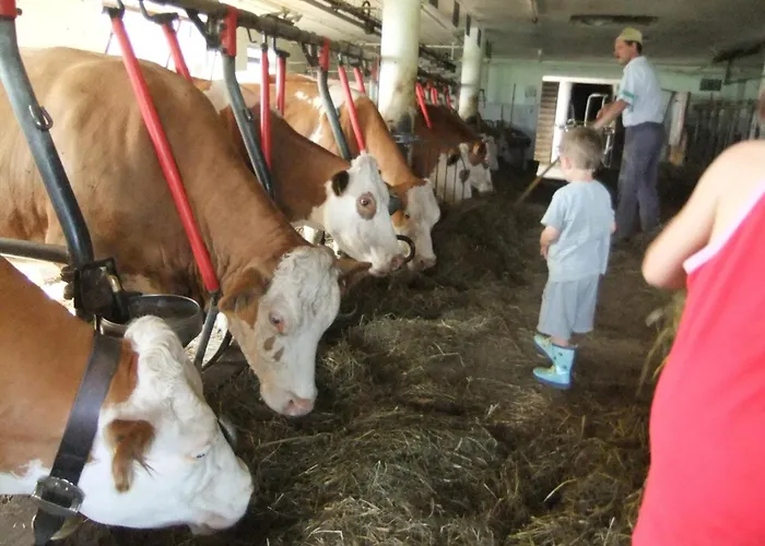 Waldschonau * Kirchbichl