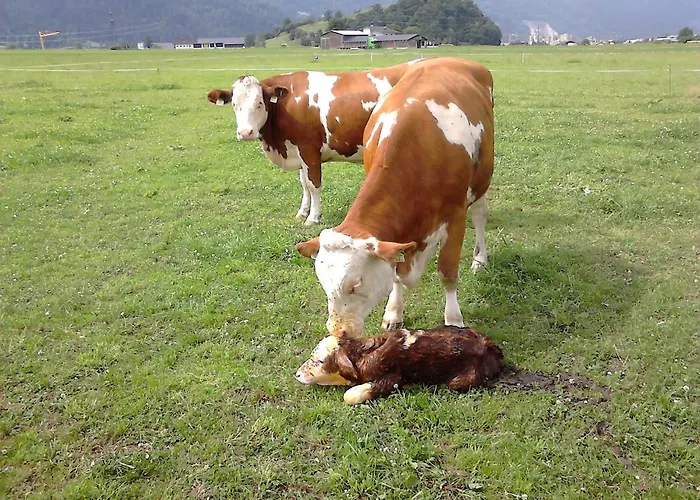 Farm stay Waldschonau Kirchbichl